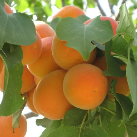 Affittacamere Our House