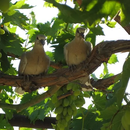 בית הארחה Our House 4*