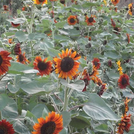 게스트하우스 Our House Vavla